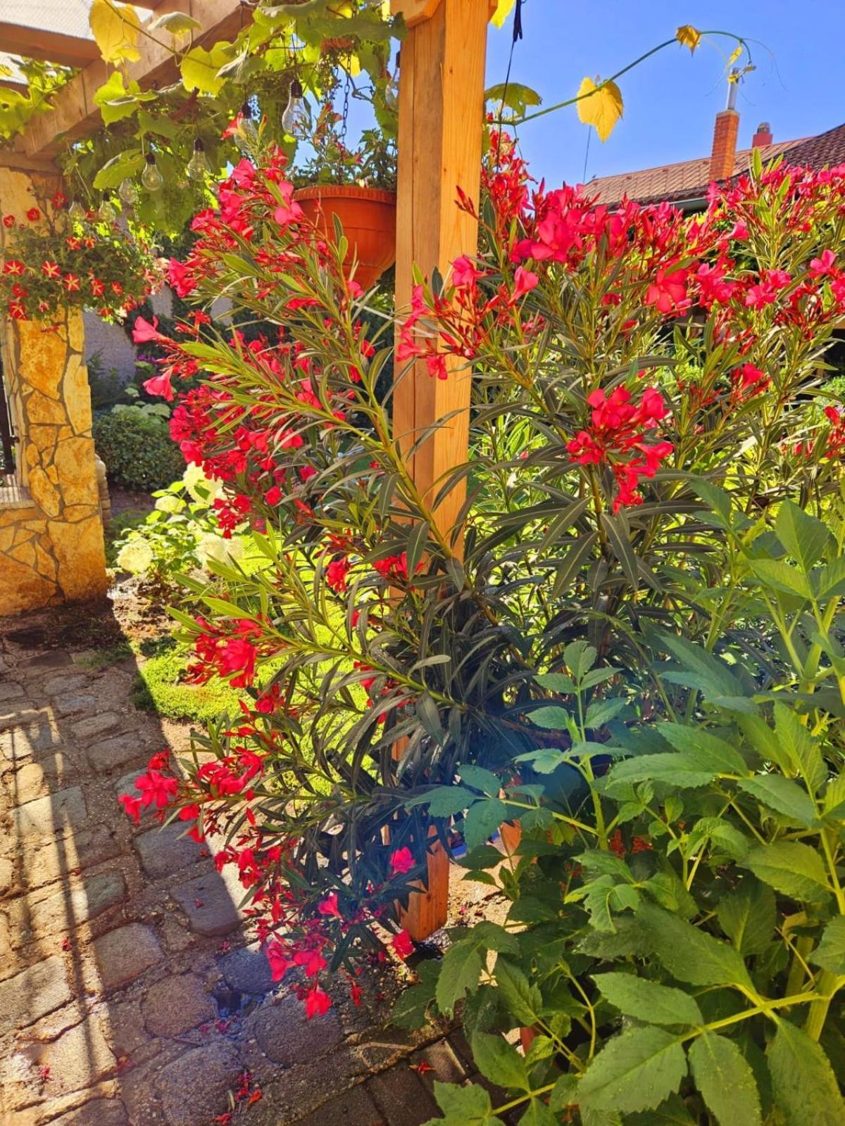 Ferienwohnung Koppi Pamhagen Dış mekan fotoğraf